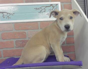 CALEB -  Labrador Retriever and Mixed Breed Dog for Adoption in Houston, Texas - CALEB | PetCurious