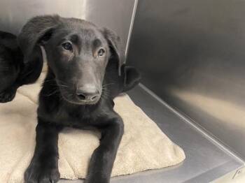 Rescue German Shepherd Dog Dogs for Adoption in Santa Cruz, California - JACK* | PetCurious