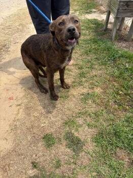 Smokey -  Terrier and Mixed Breed Dog for Adoption in Metter, Georgia - Smokey | PetCurious