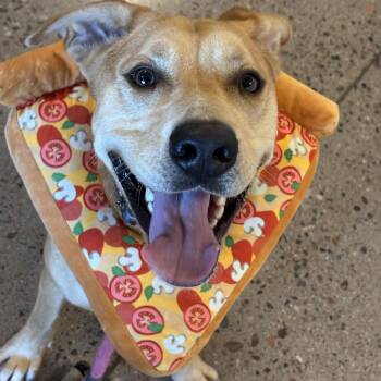 Maxx -  Pit Bull Terrier Dog for Adoption in Phoenix, Arizona - Maxx | PetCurious