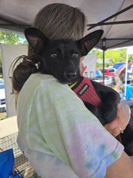 Chihuahua Dogs Available for Adoption in Gillsville, Georgia - April | PetCurious