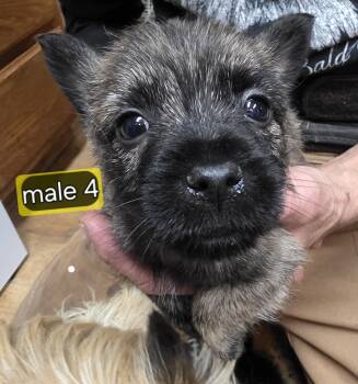 Cairn Terrier Dogs Available for Sale - Puppy 4 | PetCurious