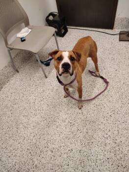 Rescue Pit Bull Terrier and Mixed Breed Dogs for Adoption in Atlanta, Georgia - Erin | PetCurious