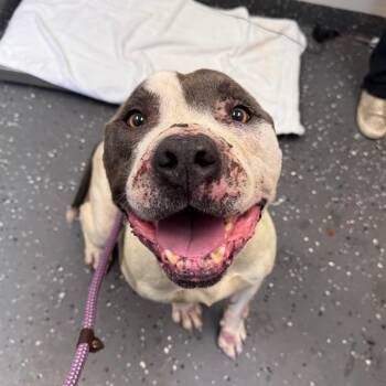 Mixed Breed Dogs Available for Adoption in Columbiana, Alabama - Liam | PetCurious