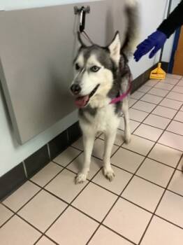 Rescue Siberian Husky and Mixed Breed Dogs for Adoption in Largo, Florida - Raider | PetCurious