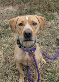 Will -  Hound Dog for Adoption in Osage Beach, Missouri - Will | PetCurious