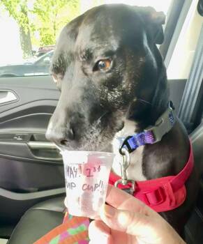 Rescue Pit Bull Terrier Dogs for Adoption in Zuni, Virginia - Bella | PetCurious