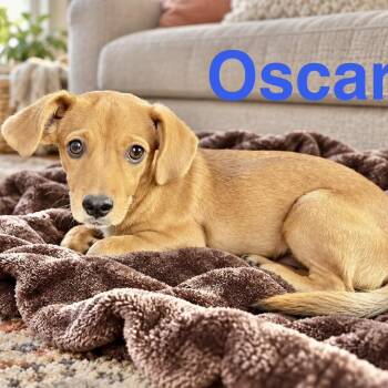 Oscar -  Dachshund Dog for Adoption in Austin, Texas - Oscar | PetCurious