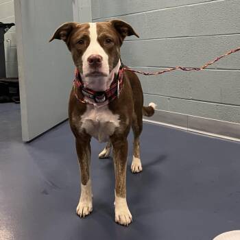 Daisy May -  Pit Bull Terrier and Labrador Retriever Dog for Adoption in Greensboro, North Carolina - Daisy May | PetCurious