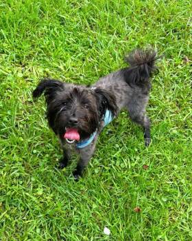 Miko -  Yorkie Poo Dog for Adoption in Gulfport, Mississippi - Miko | PetCurious
