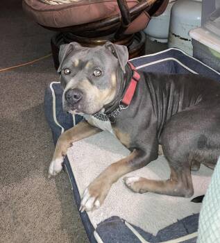 ELMO -  American Staffordshire Terrier Dog for Adoption in Pittsburg, California - ELMO | PetCurious