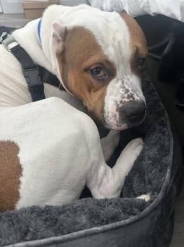 Jefe -  Mixed Breed Dog for Adoption in New York, New York - Jefe | PetCurious