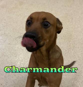 Charmander -  Hound Dog for Adoption in Muncie, Indiana - Charmander | PetCurious
