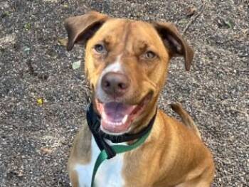 Stuart -  Mixed Breed Dog for Adoption in Golden Valley, Minnesota - Stuart | PetCurious