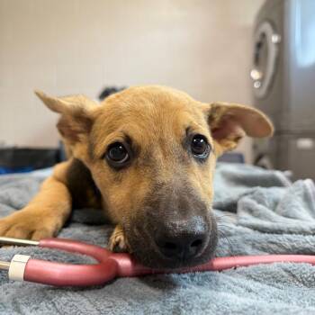Ethan -  Mixed Breed Dog for Adoption in Englewood, Florida - Ethan | PetCurious