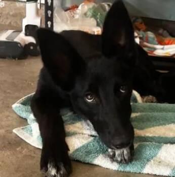 PUMPERNICKEL -  German Shepherd Dog and Border Collie Dog for Adoption in Tracy, California - PUMPERNICKEL | PetCurious