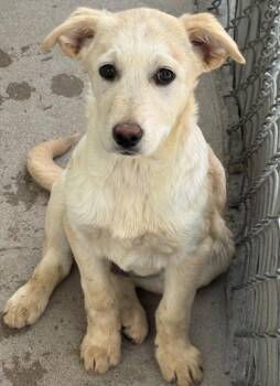 Retriever and Cattle Dog Dogs Available for Adoption in Fort Lupton, Colorado - Geraldine Waxelplax | PetCurious