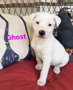 Ghost -  American Staffordshire Terrier Dog for Adoption in Blairstown, New Jersey - Ghost | PetCurious