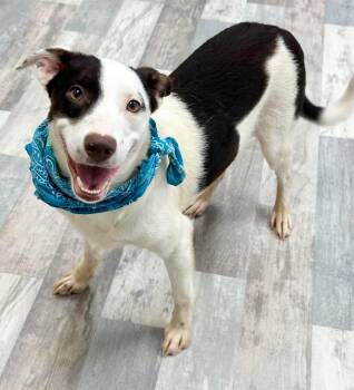 Musso -  Australian Shepherd Dog for Adoption in Olympia, Washington - Musso | PetCurious