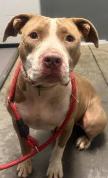 Hazel -  Pit Bull Terrier Dog for Adoption in Henderson, North Carolina - Hazel | PetCurious