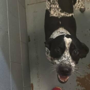 Water -  Mixed Breed Dog for Adoption in Gadsden, Alabama - Water | PetCurious