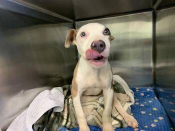 DRUMSTICK -  American Staffordshire Terrier and Mixed Breed Dog for Adoption in Grand Prairie, Texas - DRUMSTICK | PetCurious