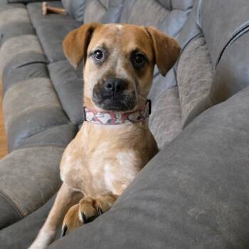 Australian Cattle Dog Blue Heeler and Labrador Retriever Dogs Available for Adoption - Polly | PetCurious