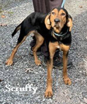 Rescue Hound Dogs for Adoption in Elkins, West Virginia - Scruffy | PetCurious