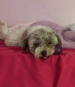 Miles Oodle -  Poodle Dog for Adoption in Aurora, Indiana - Miles Oodle | PetCurious