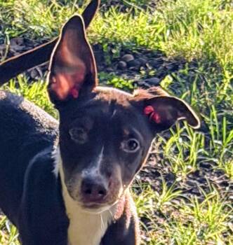 Beagle and Miniature Pinscher Dogs Available for Adoption in Andover, Massachusetts - Gus Power | PetCurious