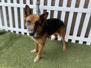 German Shepherd Dog and Mixed Breed Dogs Available for Adoption in Modesto, California - A610573 | PetCurious