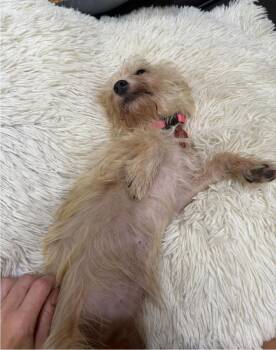 Bunny -  Havanese Dog for Adoption in Sedalia, Colorado - Bunny | PetCurious