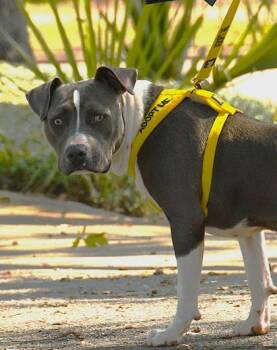 Rescue Pit Bull Terrier Dogs for Adoption in Pawleys Island, South Carolina - Opie | PetCurious