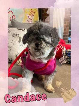 Yorkshire Terrier Dogs Available for Adoption - Candace | PetCurious