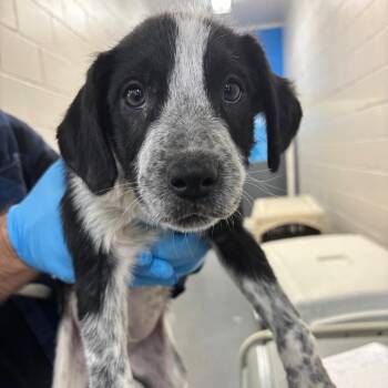 Australian Cattle Dog Blue Heeler Dogs Available for Adoption - Fred | PetCurious