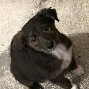 Australian Cattle Dog Blue Heeler and Mixed Breed Dogs Available for Adoption in Grand Junction, Colorado - Fluffy Puppy | PetCurious