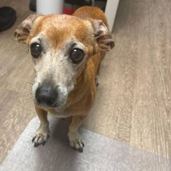 TXAC-Stray-19878 -  Dachshund Dog for Adoption in Portland, Texas - TXAC-Stray-19878 | PetCurious