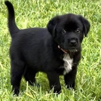 McKinley *Arriving 8/22/2026* D12145 -  Labrador Retriever and Retriever Dog for Adoption - McKinley *Arriving 8/22/2026* D12145 | PetCurious