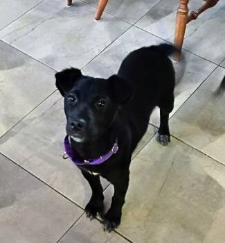 Labrador Retriever Dogs Available for Adoption - Thelma | PetCurious