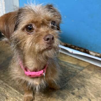 Violetta -  Terrier Dog for Adoption in Columbia, South Carolina - Violetta | PetCurious