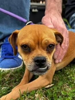 Pug Dogs Available for Adoption - Sid | PetCurious