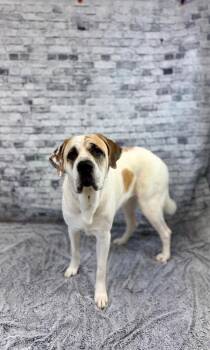 Saint Bernard and Mixed Breed Dogs Available for Adoption in Muskegon, Michigan - Bailey | PetCurious