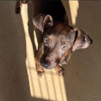 Chihuahua Dogs Available for Adoption in Corpus Christi, Texas - Cheer Bear | PetCurious