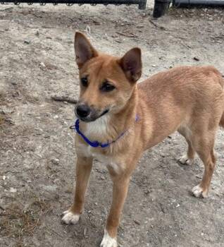 Nellie -  Mixed Breed Dog for Adoption in West Chester, Pennsylvania - Nellie | PetCurious