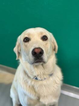 A254884 -  Labrador Retriever and Great Pyrenees Dog for Adoption in Visalia, California - A254884 | PetCurious