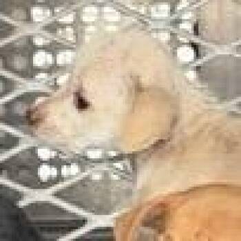 Pocky -  Chihuahua Dog for Adoption in Edinburg, Texas - Pocky | PetCurious