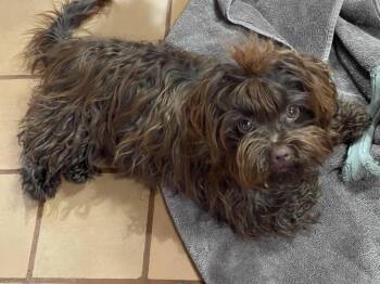 Clara -  Russian Toy Dog Dog for Adoption in Catlettsburg, Kentucky - Clara | PetCurious