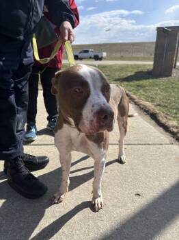 American Staffordshire Terrier and Pit Bull Terrier Dogs Available for Adoption - Ronnie | PetCurious