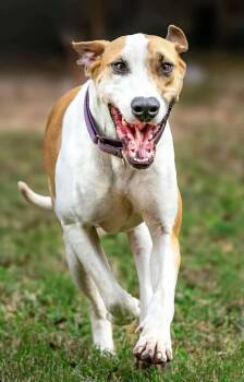Rescue Hound Dogs for Adoption in Spring, Texas - Tucker | PetCurious