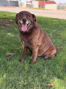 Rescue Chocolate Labrador Retriever Dogs for Adoption in Lubbock, Texas - Nikki | PetCurious